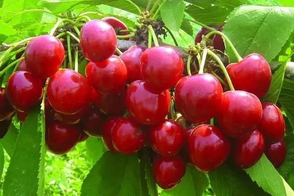 小小車?yán)遄樱衅鸫螽a(chǎn)業(yè)
