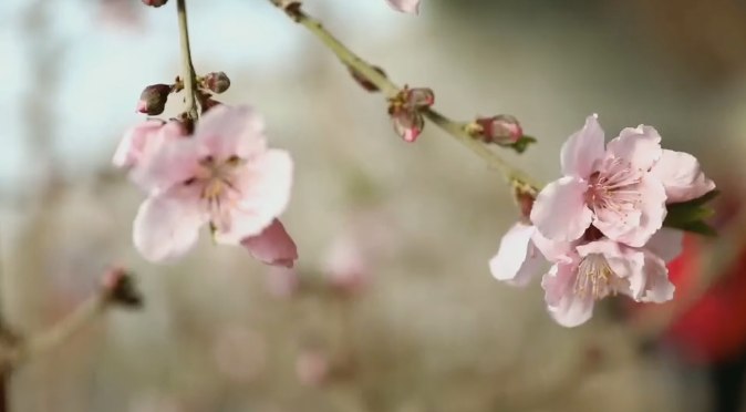 微視頻丨新春桃花美麗盛開