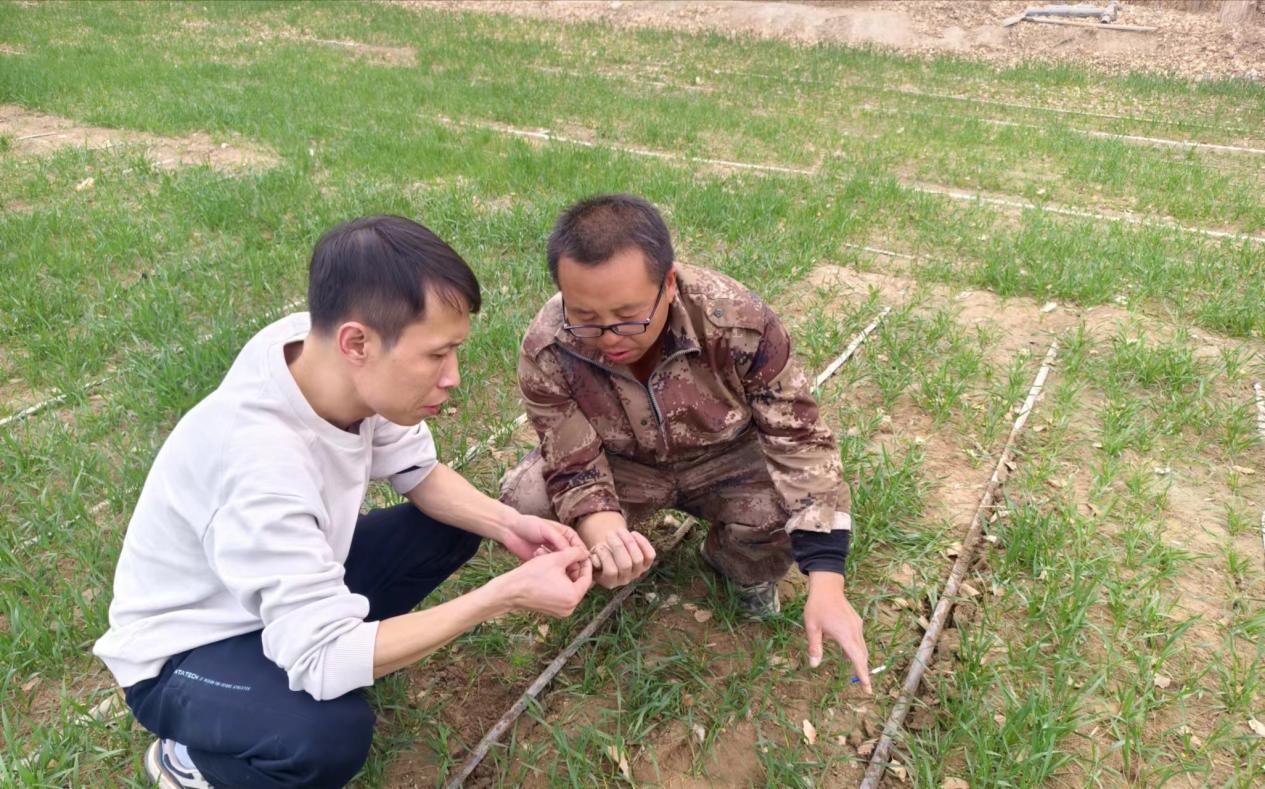 第一師農業生產資料有限公司助力冬小麥返青田間指導助農增收