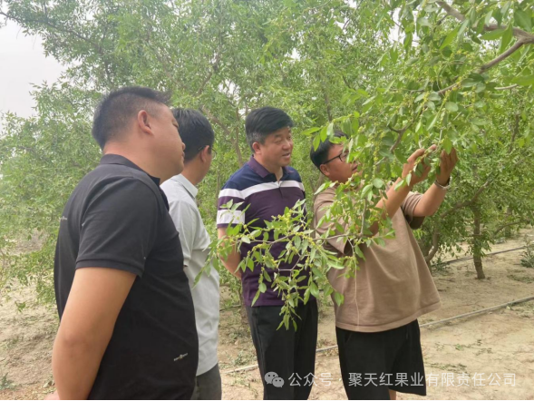 聚天紅果業(yè)：積極洽談農(nóng)業(yè)訂單 切實保障職工利益
