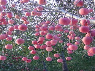 農業發展一