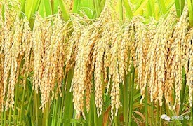 農(nóng)業(yè)