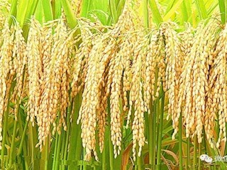 農業